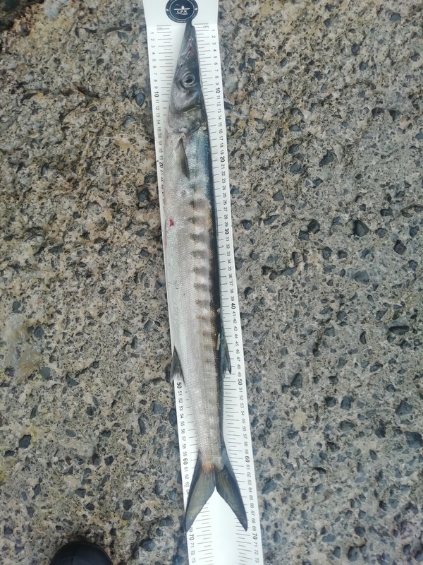 Fish Measure Picture